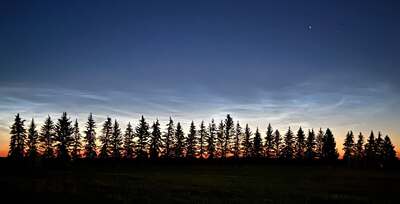 trees.jpg